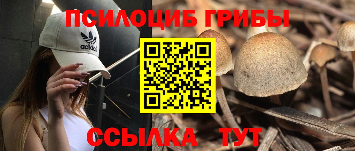 Губкинский  Псилоцибиновые грибы прущие грибы  Галлюциногенные грибы Cubensis  Вход с VPN 